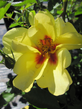 Bodendecker-Rose Eyeconic